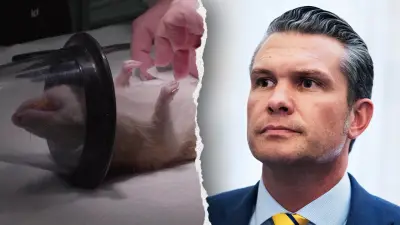 Navy halts dog and cat experiments after PETA writes Hegseth about US taxpayer-funded animal tests