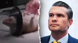 Navy halts dog and cat experiments after PETA writes Hegseth about US taxpayer-funded animal tests